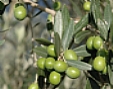 L'olio DOP della Sabina